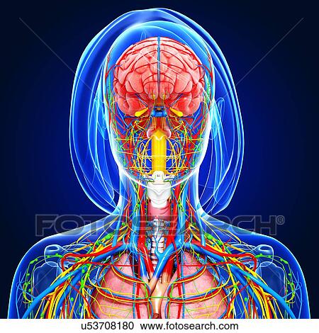 Upper body anatomy, artwork View Large Illustration Clipart - Upper body anatomy, artwork. Fotosearch