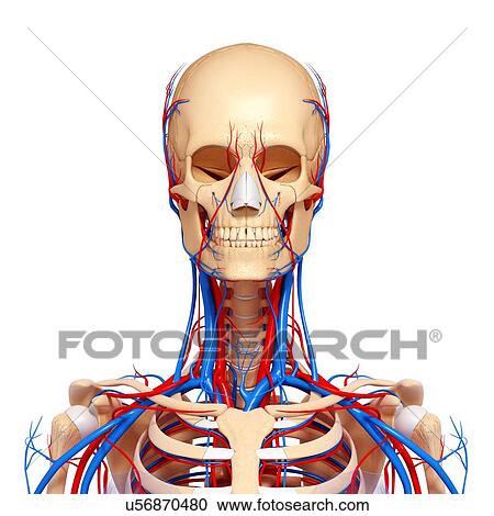 Upper body anatomy, artwork View Large Illustration Clipart - Upper body anatomy, artwork. Fotosearch