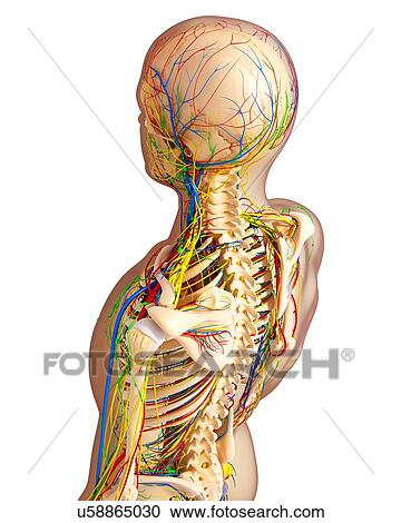 Clipart - Upper body anatomy, artwork. Fotosearch
