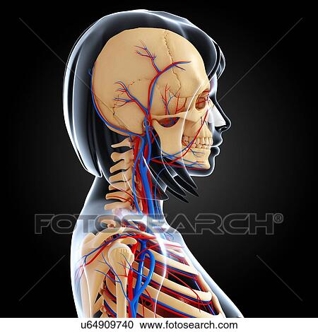 Clipart - Upper body anatomy, artwork. Fotosearch