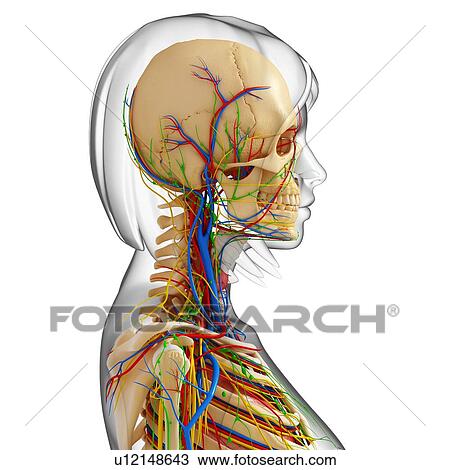 Drawing - Upper body anatomy, artwork. Fotosearch