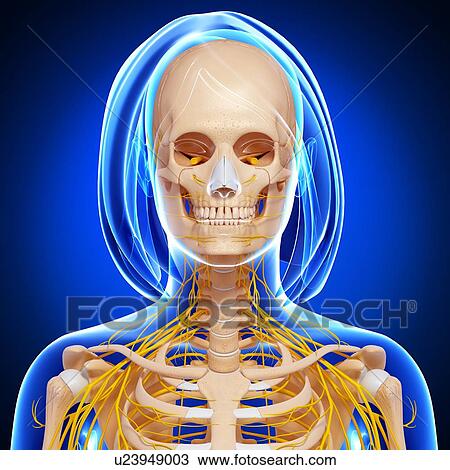 Drawing - Upper body anatomy, artwork. Fotosearch