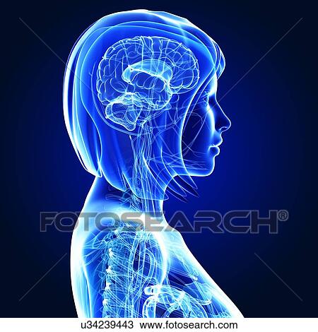 Upper body anatomy, artwork View Large Illustration Drawing - Upper body anatomy, artwork. Fotosearch