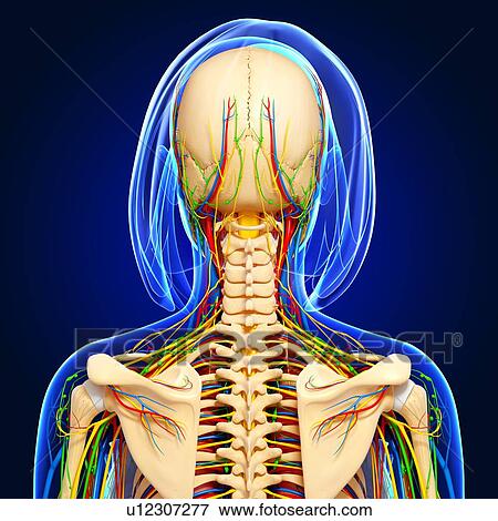 Stock Illustration - Upper body anatomy, artwork. Fotosearch