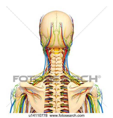 Upper body anatomy, artwork View Large Illustration Stock Illustration - Upper body anatomy, artwork. Fotosearch
