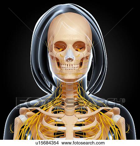 Upper body anatomy, artwork View Large Illustration Stock Illustration - Upper body anatomy, artwork. Fotosearch