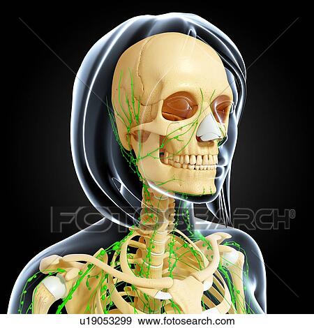 Stock Illustration - Upper body anatomy, artwork. Fotosearch