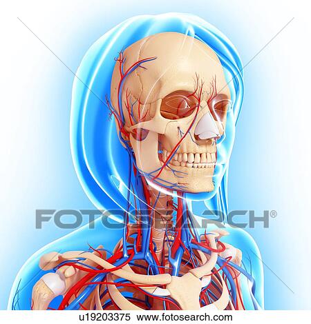 Stock Illustration - Upper body anatomy, artwork. Fotosearch