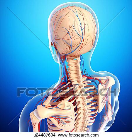 Stock Illustration - Upper body anatomy, artwork. Fotosearch
