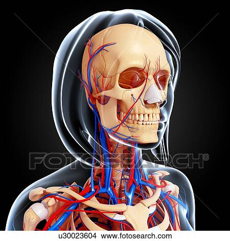 Stock Illustration - Upper body anatomy, artwork. Fotosearch