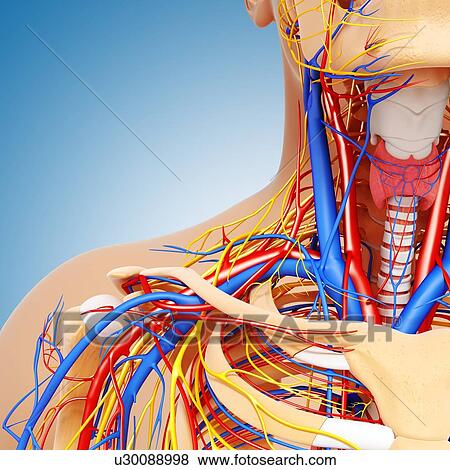 Stock Illustration - Upper body anatomy, artwork. Fotosearch