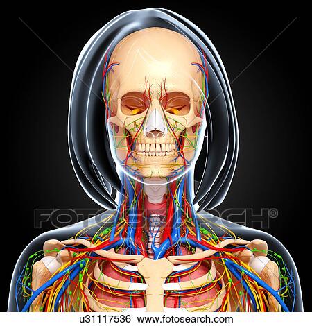 Stock Illustration - Upper body anatomy, artwork. Fotosearch