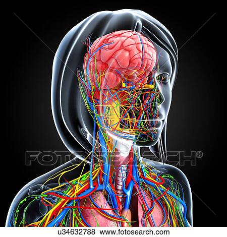 Stock Illustration - Upper body anatomy, artwork. Fotosearch