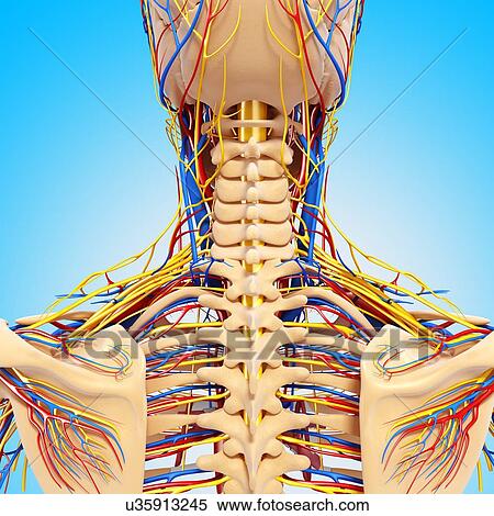 Upper body anatomy, artwork View Large Illustration Stock Illustration - Upper body anatomy, artwork. Fotosearch