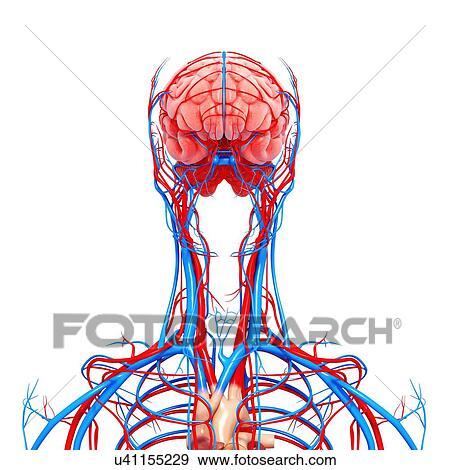 Upper body anatomy, artwork View Large Illustration Stock Illustration - Upper body anatomy, artwork. Fotosearch