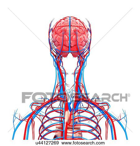 Upper body anatomy, artwork View Large Illustration Stock Illustration - Upper body anatomy, artwork. Fotosearch