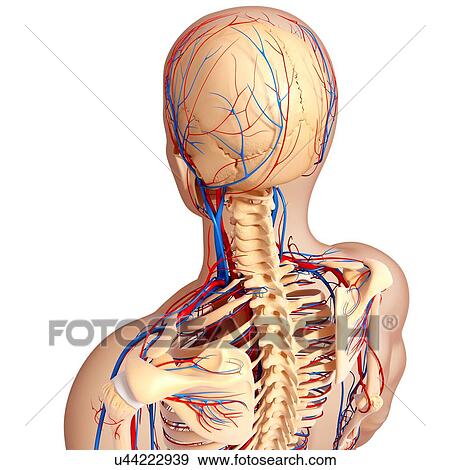 Upper body anatomy, artwork View Large Illustration Stock Illustration - Upper body anatomy, artwork. Fotosearch