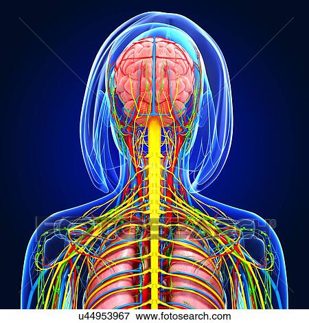 Stock Illustration - Upper body anatomy, artwork. Fotosearch