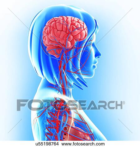 Upper body anatomy, artwork View Large Illustration Stock Illustration - Upper body anatomy, artwork. Fotosearch