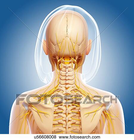 Stock Illustration - Upper body anatomy, artwork. Fotosearch