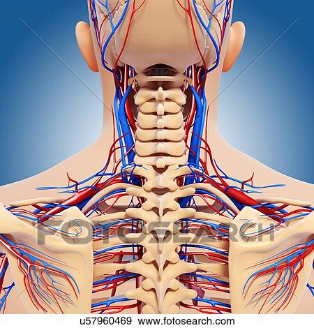 Upper body anatomy, artwork View Large Illustration Stock Illustration - Upper body anatomy, artwork. Fotosearch