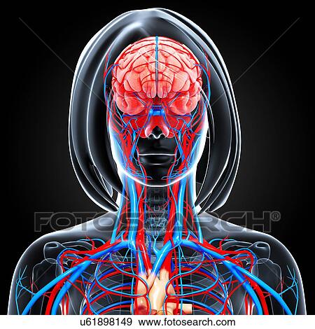 Stock Illustration - Upper body anatomy, artwork. Fotosearch