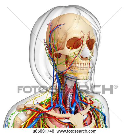 Stock Illustration - Upper body anatomy, artwork. Fotosearch