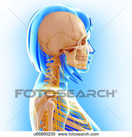 Stock Illustration - Upper body anatomy, artwork. Fotosearch