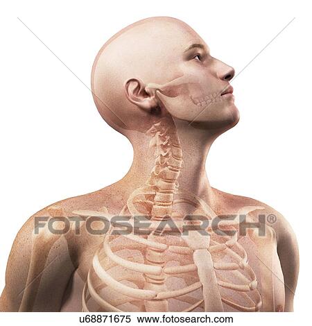 Stock Illustration - Upper body anatomy, artwork. Fotosearch