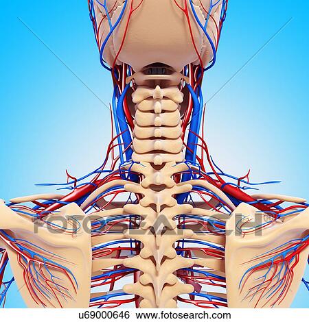 Stock Illustration - Upper body anatomy, artwork. Fotosearch