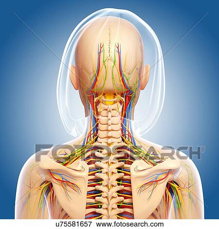 Upper body anatomy, artwork View Large Illustration Stock Illustration - Upper body anatomy, artwork. Fotosearch