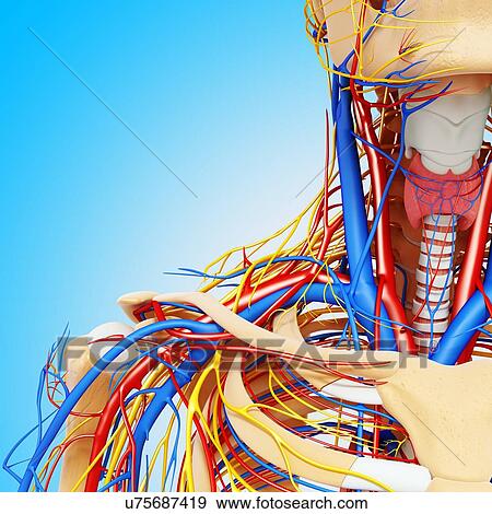 Stock Illustration - Upper body anatomy, artwork. Fotosearch