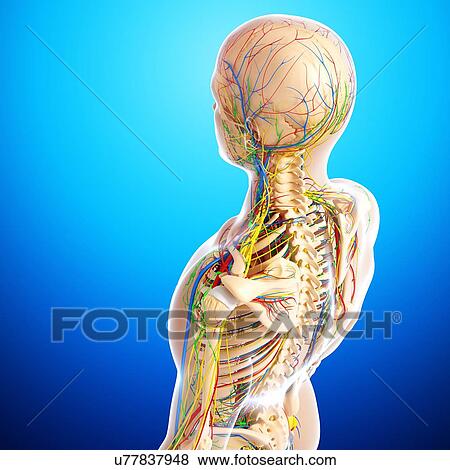 Upper body anatomy, artwork View Large Illustration Stock Illustration - Upper body anatomy, artwork. Fotosearch