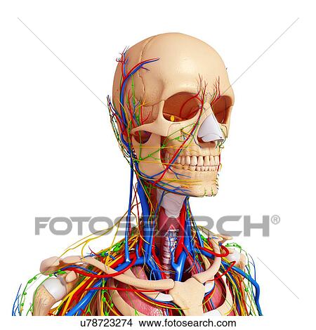 Upper body anatomy, artwork View Large Illustration Stock Illustration - Upper body anatomy, artwork. Fotosearch