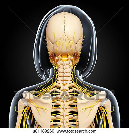 Upper body anatomy, artwork View Large Illustration Stock Illustration - Upper body anatomy, artwork. Fotosearch