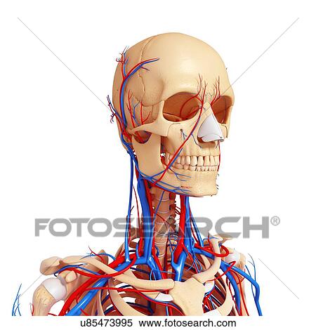 Upper body anatomy, artwork View Large Illustration Stock Illustration - Upper body anatomy, artwork. Fotosearch