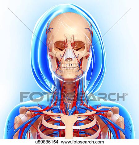 Upper body anatomy, artwork View Large Illustration Stock Illustration - Upper body anatomy, artwork. Fotosearch