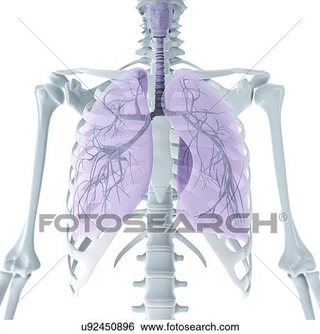 Stock Illustration - Upper body anatomy, artwork. Fotosearch