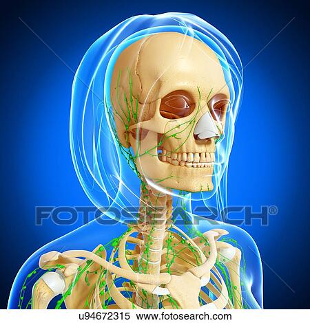 Stock Illustration - Upper body anatomy, artwork. Fotosearch