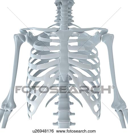 Upper body bones, artwork View Large Illustration Stock Illustration - Upper body bones, artwork. Fotosearch