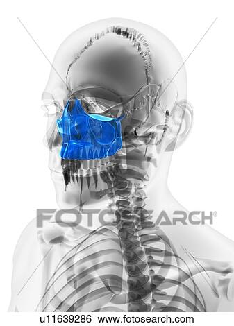 Upper jaw bone, artwork View Large Illustration Stock Illustration - Upper jaw bone, artwork. Fotosearch