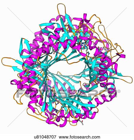 Uricase enzyme, molecular model View Large Illustration Stock Illustration - Uricase enzyme, molecular model. Fotosearch