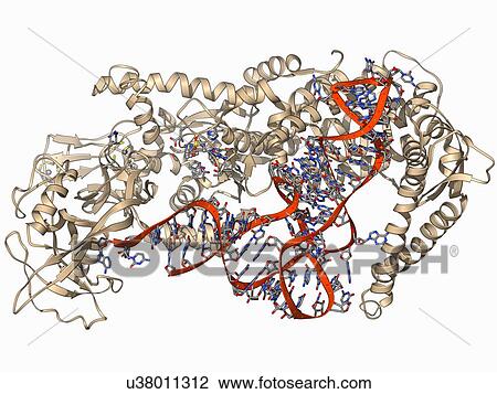Valyl-tRNA synthetase molecule View Large Illustration Drawing - Valyl-tRNA synthetase molecule. Fotosearch