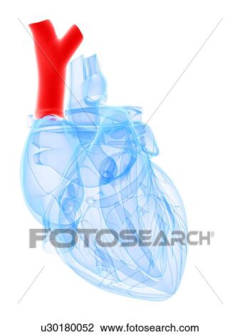 Drawing - Vena cava, artwork. Fotosearch