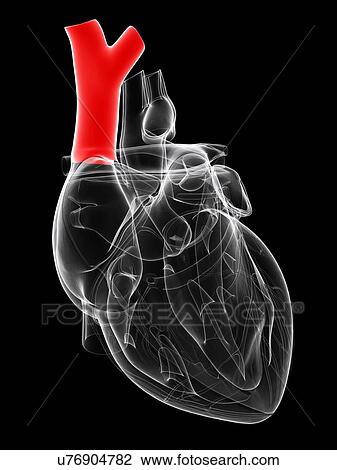 Drawing - Vena cava, artwork. Fotosearch