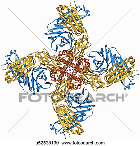 Voltage-gated potassium channel View Large Illustration Clipart - Voltage-gated potassium channel. Fotosearch