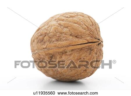 Clipart - Walnut. Fotosearch
