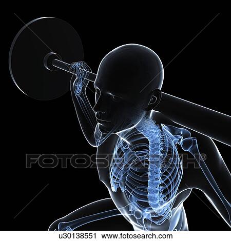 Weightlifter, artwork View Large Illustration Clip Art - Weightlifter, artwork. Fotosearch