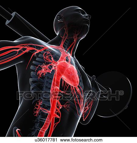 Weightlifter, artwork View Large Illustration Clip Art - Weightlifter, artwork. Fotosearch