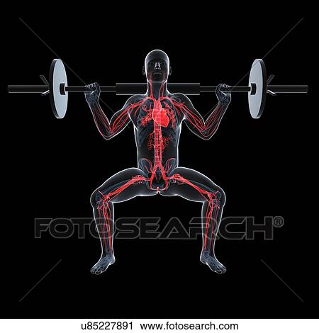 Clip Art - Weightlifter, artwork. Fotosearch